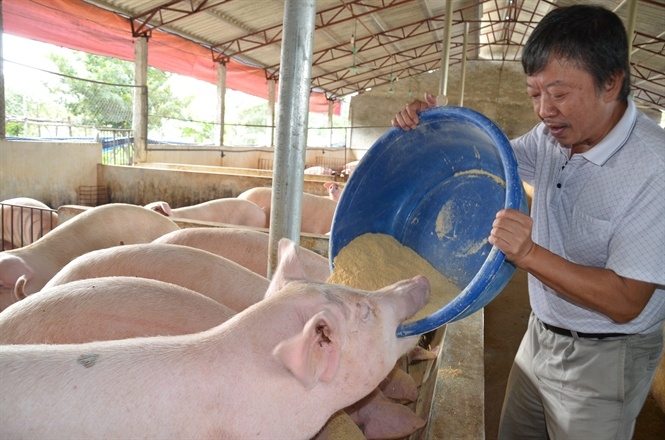Giá heo hơi hôm nay 21/10: Xu thế giảm chiếm ưu thế