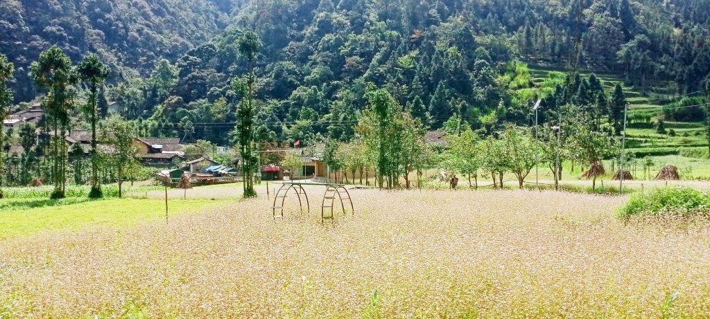 Có một Lũng Cẩm mộng mơ Có một Lũng Cẩm mộng mơ