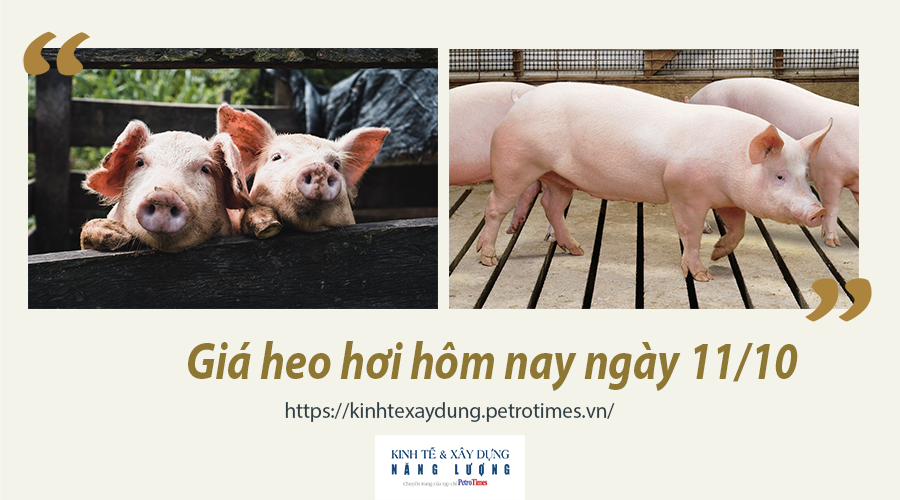 Giá heo hơi hôm nay ngày 11/10: Giảm nhẹ ở một số tỉnh thành