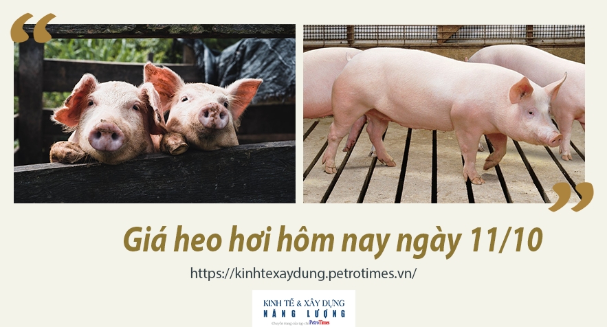 Giá heo hơi hôm nay ngày 11/10: Giảm nhẹ ở một số tỉnh thành
