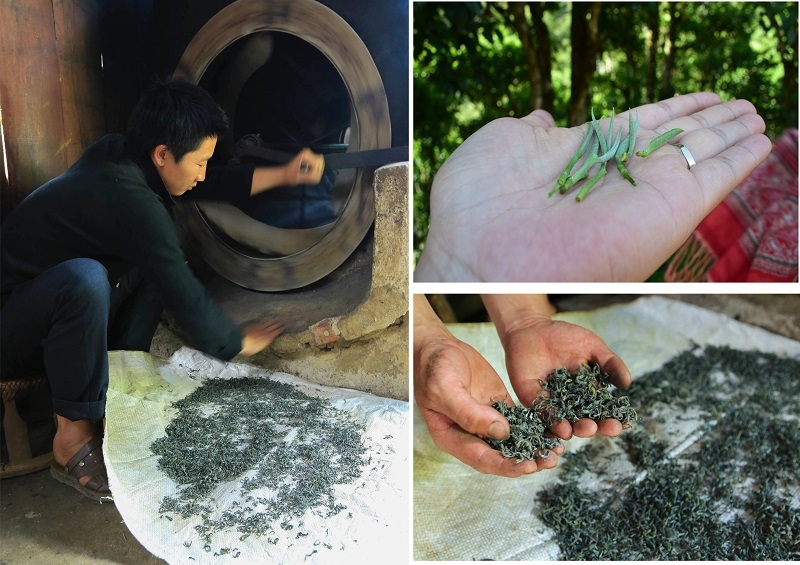 Trải nghiệm hái chè Shan tuyết ở Sín Chải (Điện Biên) Trải nghiệm hái chè Shan tuyết ở Sín Chải (Điện Biên)