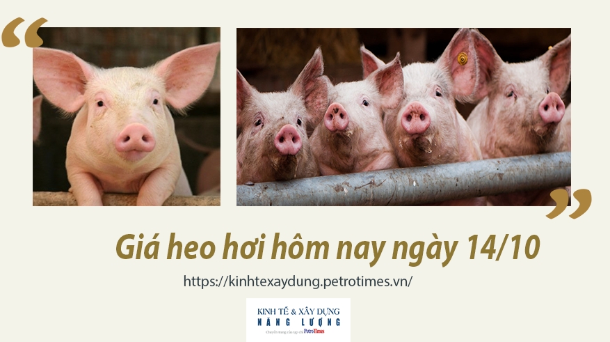 Giá heo hơi hôm nay ngày 14/10: Xu hướng giảm không ngừng, thấp nhất 35.000 đ/kg