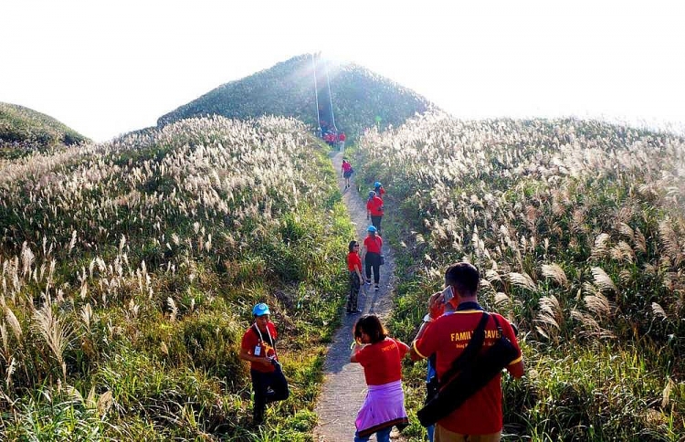 Mùa cỏ lau ở Bình Liêu