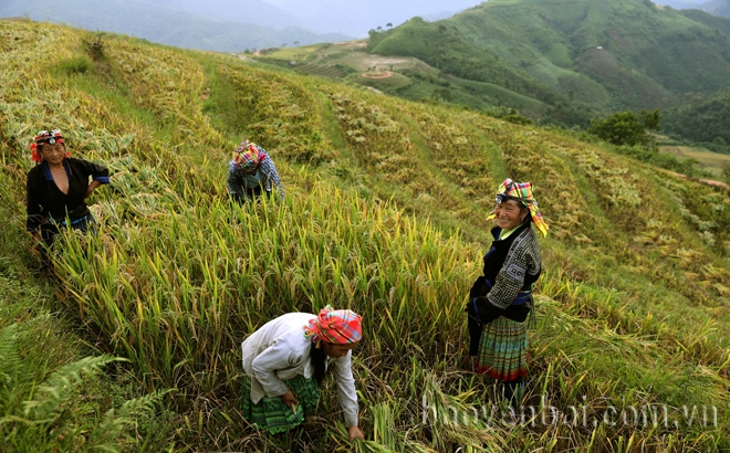 Mùa vàng ở Khe Táu
