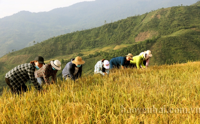 Mùa vàng ở Khe Táu