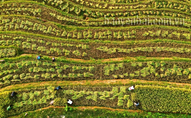 Mùa vàng ở Khe Táu