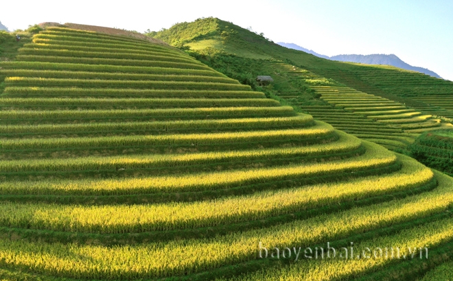 Mùa vàng ở Khe Táu