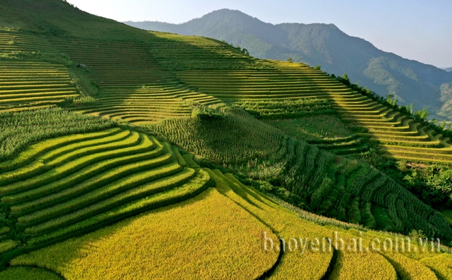 Mùa vàng ở Khe Táu