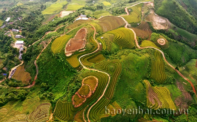 Mùa vàng ở Khe Táu