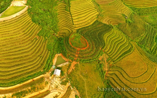 Mùa vàng ở Khe Táu