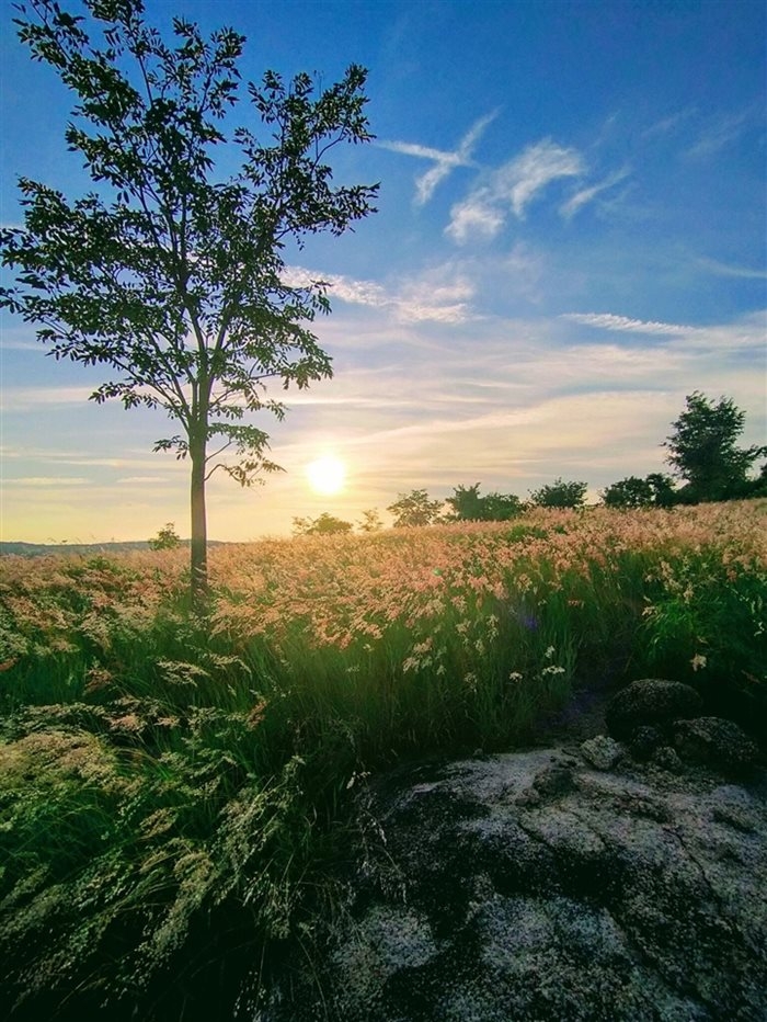 Gia Lai: Đồi cỏ hồng Chư Sê đẹp mơ màng nằm giữa núi rừng hút hồn du khách Gia Lai: Đồi cỏ hồng Chư Sê đẹp mơ màng nằm giữa núi rừng hút hồn du khách