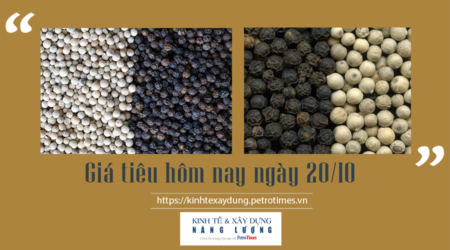 Giá tiêu hôm nay ngày 20/10: Đi ngang, áp sát mốc 90.000 đ/kg Giá tiêu hôm nay ngày 20/10: Đi ngang, áp sát mốc 90.000 đ/kg
