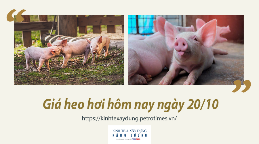 Giá heo hơi hôm nay ngày 20/10: Tiếp tục giảm ở cả 3 miền, thấp nhất 32.000 đồng/kg
