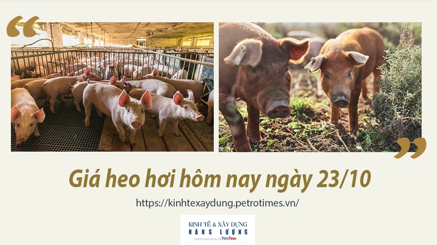 Giá heo hơi hôm nay ngày 23/10: Tăng đều ở cả ba miền, cao nhất 42.000 đồng/kg