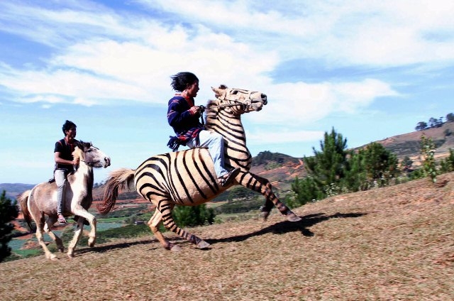 Mùa hội cỏ hồng trên cao nguyên Lang Biang mua hoi co hong tren cao nguyen lang biang