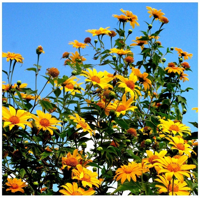 da lat xon xao mua da quy