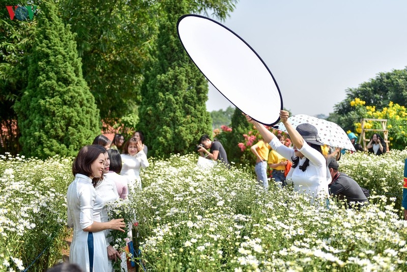 cuc hoa mi hut khach den vuon hoa nhat tan