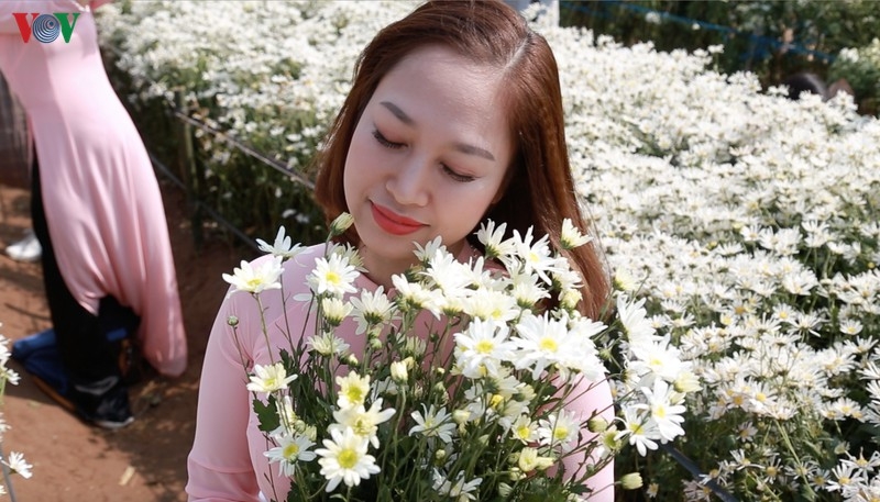cuc hoa mi hut khach den vuon hoa nhat tan
