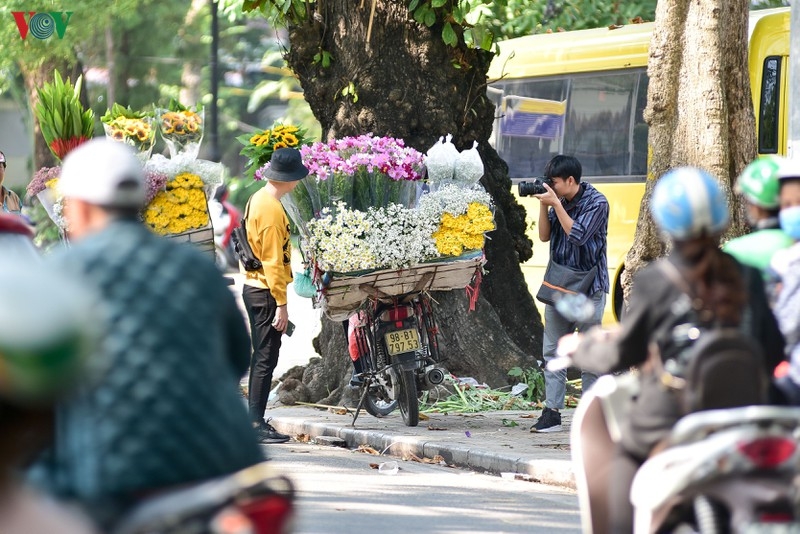 cuc hoa mi hut khach den vuon hoa nhat tan