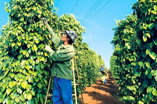 Giá tiêu hôm nay 30/11 vẫn giữ 