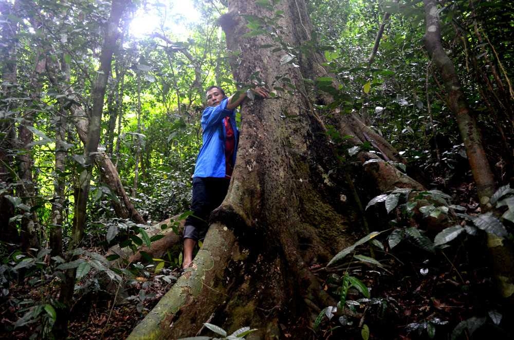 Rừng tự nhiên Hà Lâu Rừng tự nhiên Hà Lâu