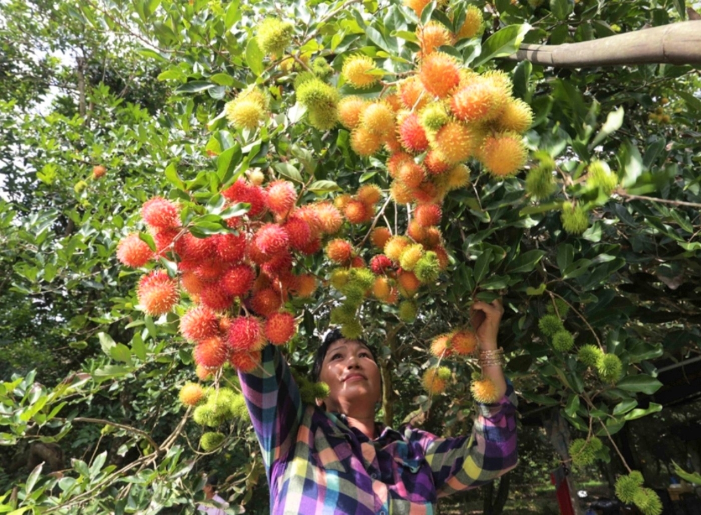Về Cù lao Minh trải nghiệm du lịch miệt vườn Về Cù lao Minh trải nghiệm du lịch miệt vườn