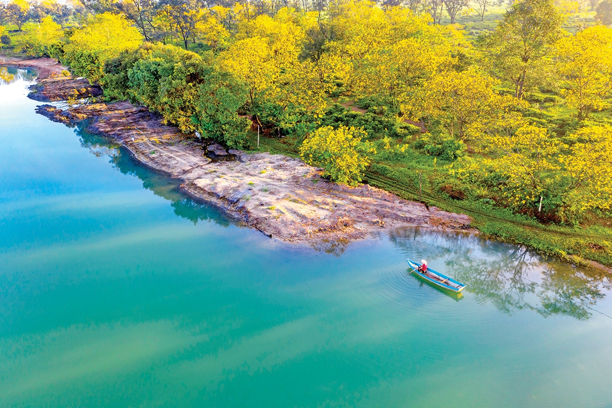 Tây Hồ rực sắc muồng vàng Tây Hồ rực sắc muồng vàng