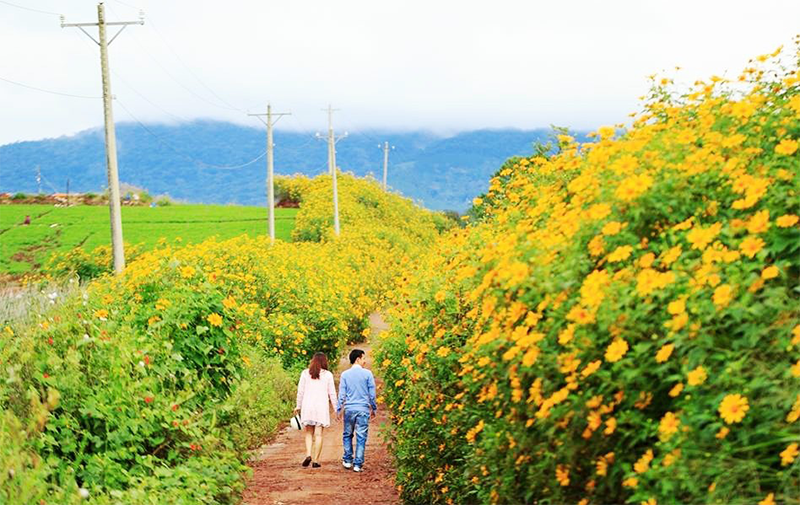 Tháng 11 Gia Lai đẹp mê mẩn bởi 3 loài hoa rực rỡ Tháng 11 Gia Lai đẹp mê mẩn bởi 3 loài hoa rực rỡ