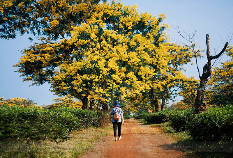 Tháng 11 Gia Lai đẹp mê mẩn bởi 3 loài hoa rực rỡ Tháng 11 Gia Lai đẹp mê mẩn bởi 3 loài hoa rực rỡ