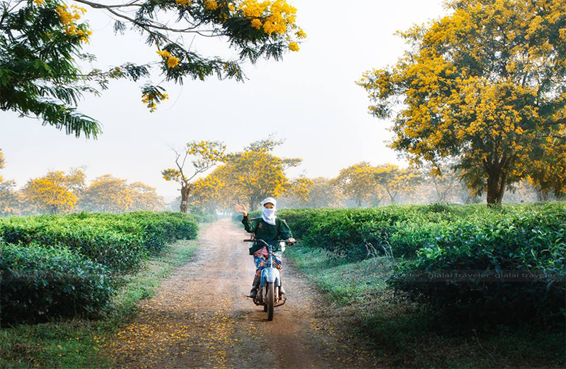 Tháng 11 Gia Lai đẹp mê mẩn bởi 3 loài hoa rực rỡ Tháng 11 Gia Lai đẹp mê mẩn bởi 3 loài hoa rực rỡ