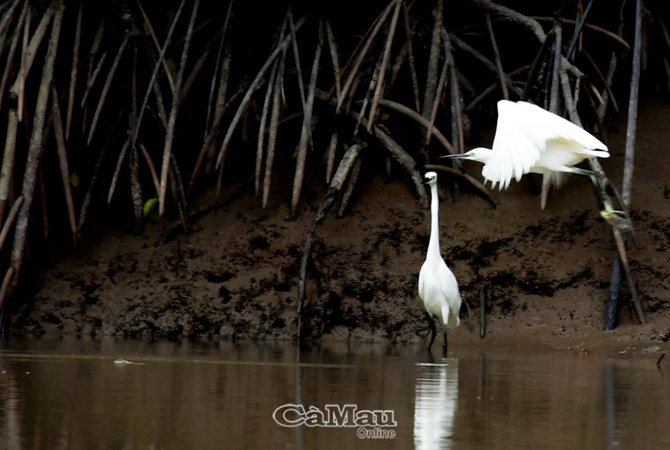 Những cánh chim Ðất Mũi Những cánh chim Ðất Mũi