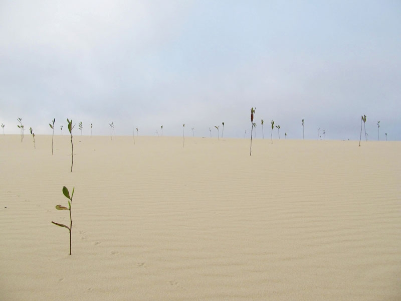 Nhĩ Hạ, tiểu sa mạc độc đáo ở Quảng Trị