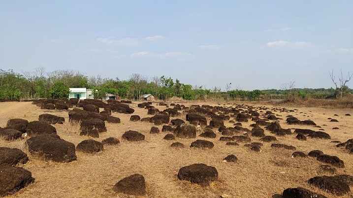 Lộc Ninh - Vùng đất biên giới Tây Nam giàu bản sắc Lộc Ninh - Vùng đất biên giới Tây Nam giàu bản sắc
