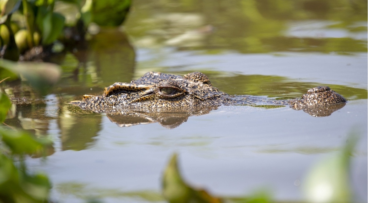 Khám phá Bàu Sấu (VQG Cát Tiên) - Trái tim của rừng Khám phá Bàu Sấu (VQG Cát Tiên) - Trái tim của rừng