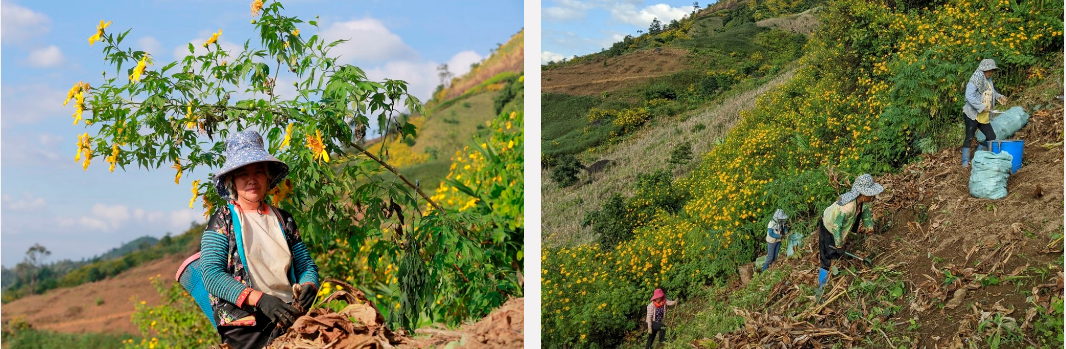 Dã quỳ “nhuộm” vàng khắp núi rừng Tây Bắc