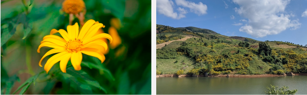 Dã quỳ “nhuộm” vàng khắp núi rừng Tây Bắc