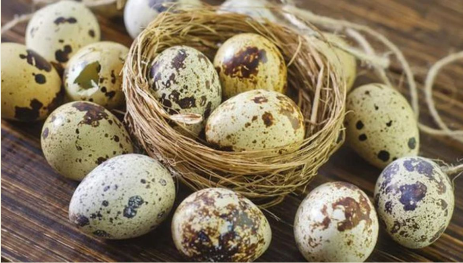 Loại trứng nhỏ, rẻ nhưng mang lợi ích sức khỏe tuyệt vời Loại trứng nhỏ, rẻ nhưng mang lợi ích sức khỏe tuyệt vời