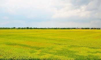 Căn cứ để giao đất không thu tiền sử dụng