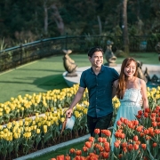 Đến Bà Nà Tết này để chiêm ngưỡng 1,5 triệu bông tulip khoe sắc diệu kỳ
