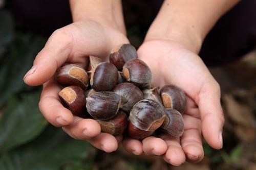 Đặc sản Cao Bằng - thức quà vang danh núi rừng Đông Bắc