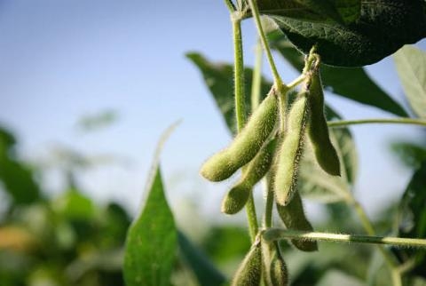 Đậu tương và lúa mỳ trên thế giới có thể sẽ vượt lên các mức kháng cự quan trọng