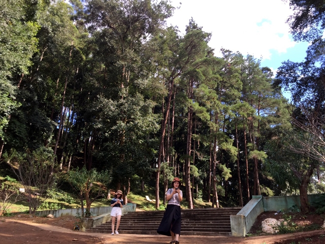 Đồi thông Eo Gió - Điểm đến hòa mình vào thiên nhiên