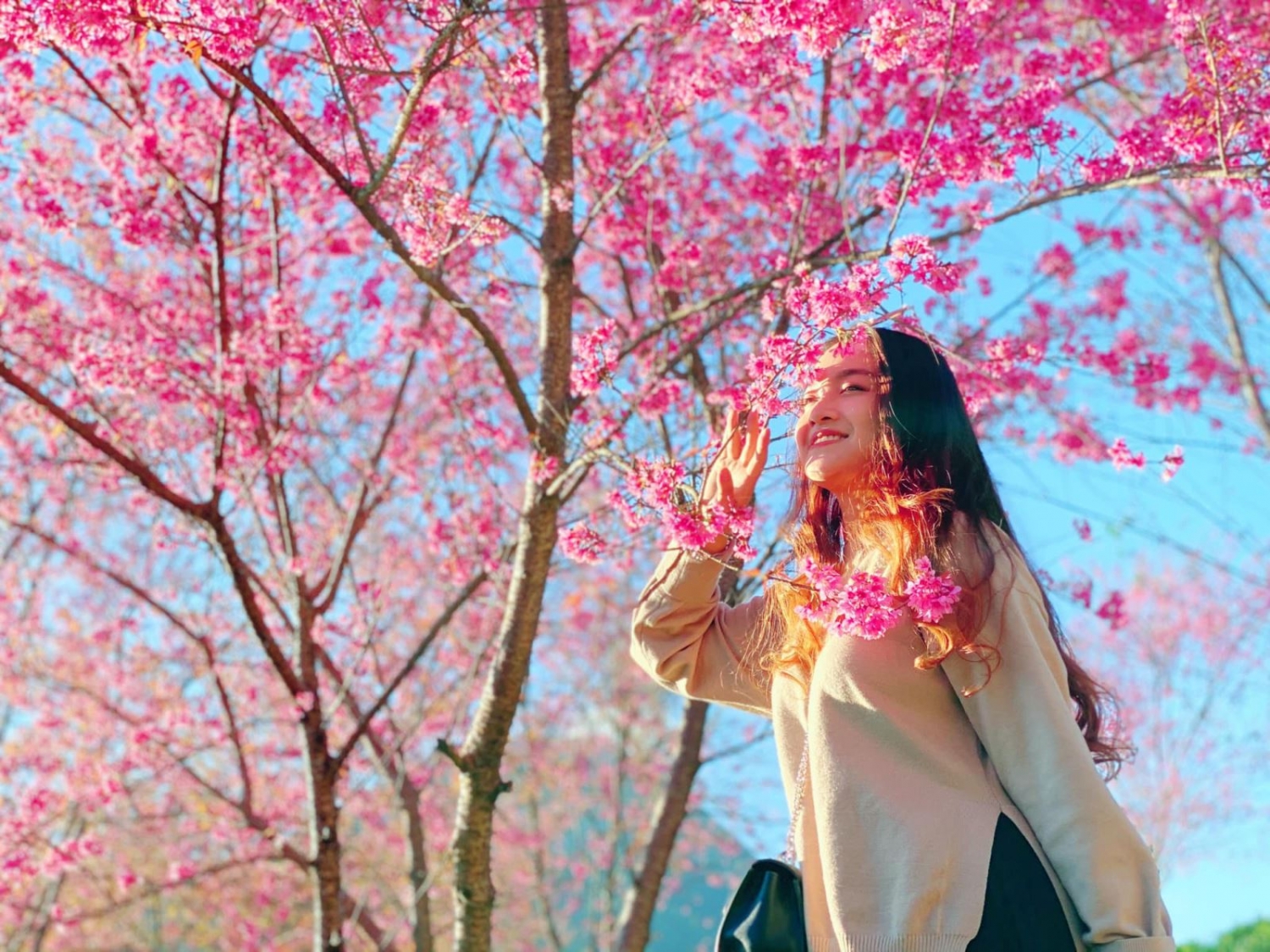 Mùa hoa anh đào tuyệt đẹp ở Sa Pa