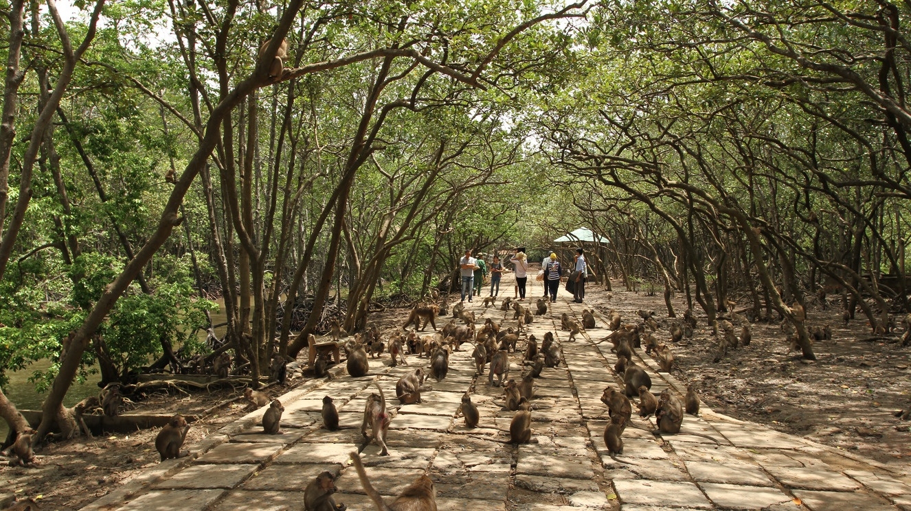 Khám phá Cần Giờ: 6 trải nghiệm không thể bỏ qua Khám phá Cần Giờ: 6 trải nghiệm không thể bỏ qua