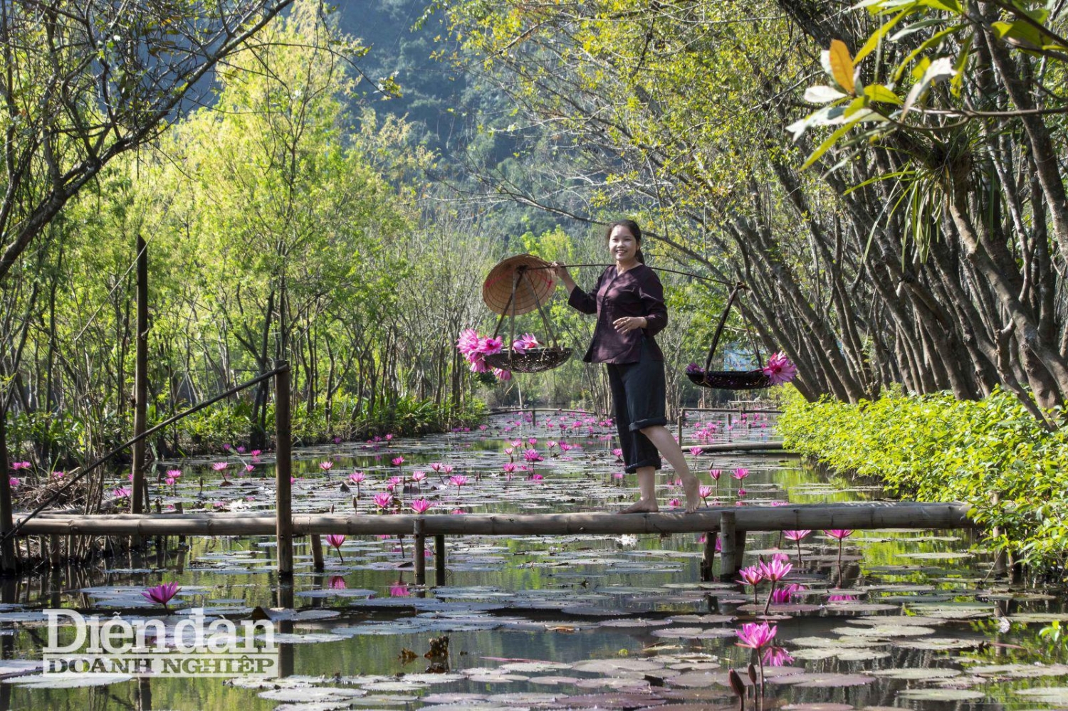 Suối Yến mùa hoa súng