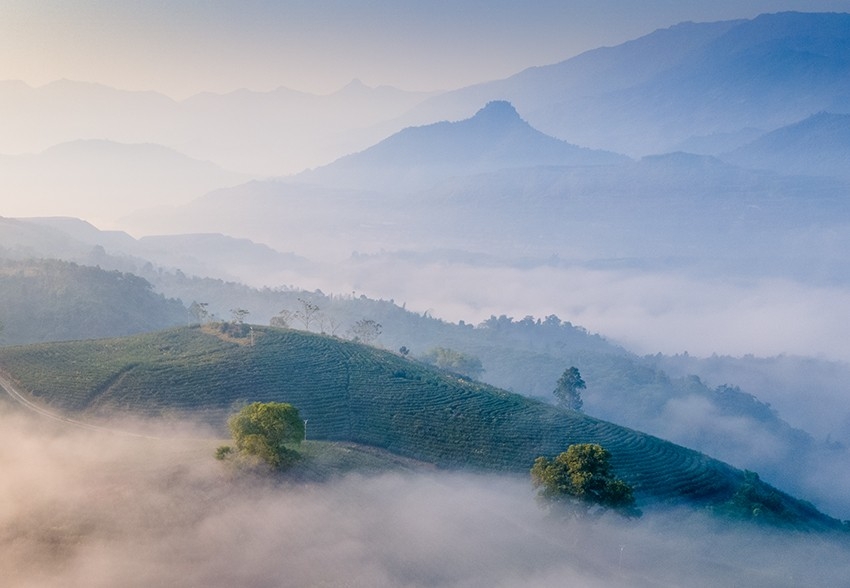 Ngắm bình minh tuyệt đẹp trên đồi chè giữa lòng thành phố Lào Cai Ngắm bình minh tuyệt đẹp trên đồi chè giữa lòng thành phố Lào Cai