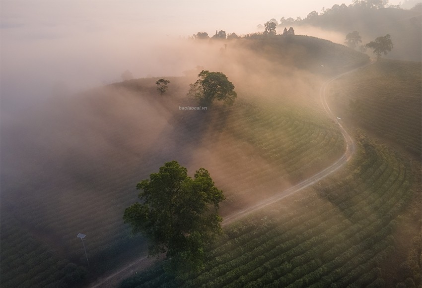 Ngắm bình minh tuyệt đẹp trên đồi chè giữa lòng thành phố Lào Cai Ngắm bình minh tuyệt đẹp trên đồi chè giữa lòng thành phố Lào Cai