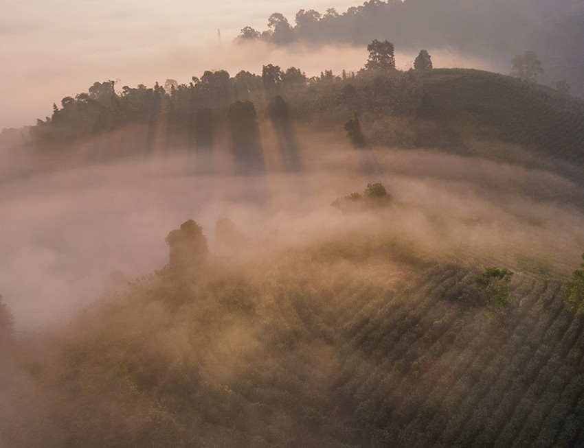 Ngắm bình minh tuyệt đẹp trên đồi chè giữa lòng thành phố Lào Cai Ngắm bình minh tuyệt đẹp trên đồi chè giữa lòng thành phố Lào Cai