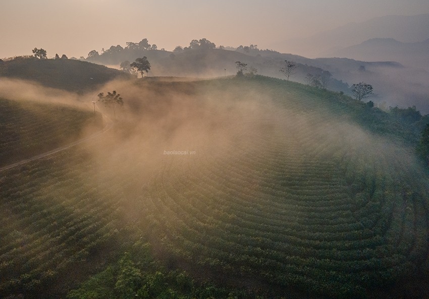 Ngắm bình minh tuyệt đẹp trên đồi chè giữa lòng thành phố Lào Cai Ngắm bình minh tuyệt đẹp trên đồi chè giữa lòng thành phố Lào Cai