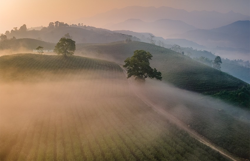 Ngắm bình minh tuyệt đẹp trên đồi chè giữa lòng thành phố Lào Cai Ngắm bình minh tuyệt đẹp trên đồi chè giữa lòng thành phố Lào Cai
